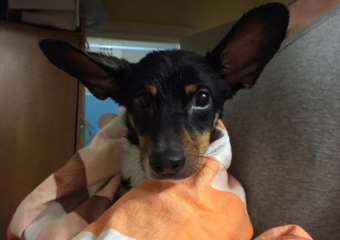 Волжане спасли собаку от голодной гибели в заключении