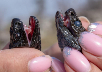 В Волжском проснулись гадюки