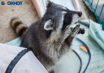 8 тысяч человек обратились за помощью : карантин по бешенству из-за енотовидной собаки объявили близ Волжского