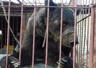 Волжанка попросила помощь для медведя Егора