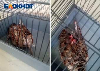 Замученную птицу с оторванным хвостом нашли в Волжском: помогите спасти