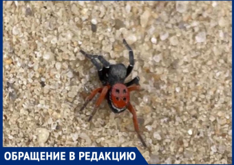 Ядовитые пауки в центре Волжского: на видео могли попасть смертельно-опасные особи