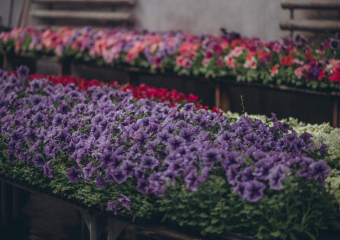 Тысячи красок на квадратный метр: в Волжском открывается рекордная выставка цветов