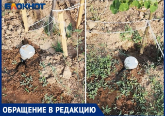  Из-за неправильного полива саженцы засыхают на аллеи в Волжском