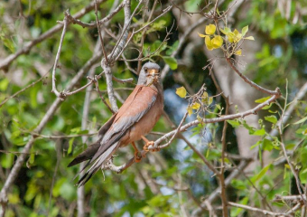 Степная пустельга гнездится на чердаках городских многоэтажек 