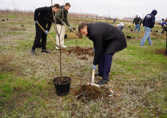 В Волжском в парке «Солнечный» появились 50 саженцев виргинской черемухи