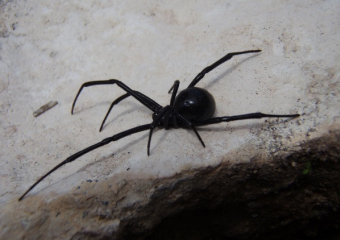 На Спартановке каракурт заполз в жилой дом