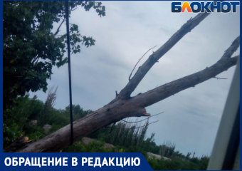«Могло и человека прибить»: дерево рухнуло на многоквартирный дом в Волжском
