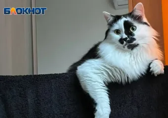 Весна - время опасности для кошек и собак: советы ветеринара для спасения вашего питомца