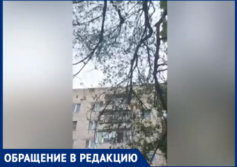 «Ждут, когда упадет и прибьет»: местный житель о сухостое во дворе Волжского