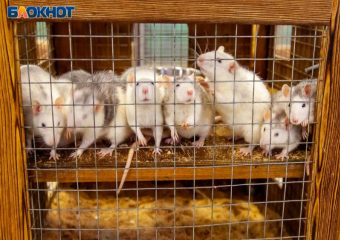 Пасюки в Волжском едят деликатесы с помойки 