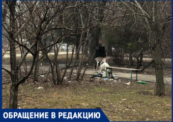 Волжский утопает в собачьих отходах