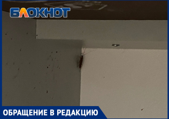 «Узнав об УК люди отказываются покупать квартиру»: жители несколько лет борятся с тараканами