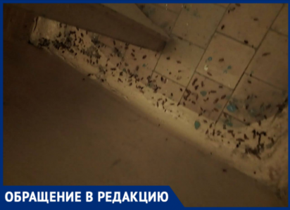 «Беспределу нет предела»: волжская УК заварила мусоропровод, вызвав эпидемиологическую катастрофу в доме