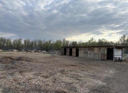 Лошади начали бояться людей: как в Волжском выхаживают животных после живодерских нападений