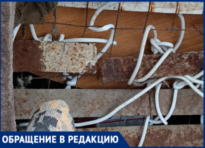 В Волжском коты умирают в запертом подвале 