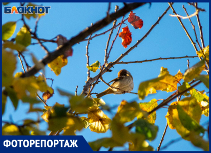 Осень пришла в Волжский: фоторепортаж 