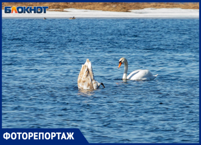 Белоснежное очарование на Ахтубе: лебеди покорили городской пляж Волжского