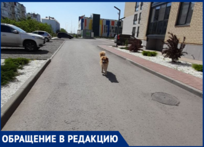 Бешеная блохастая собака терроризирует детей у пятой школы в Волжском