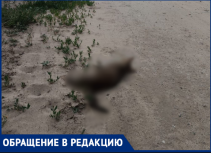 «Котенка разодрали заживо на наших глазах»: Волжское СНТ живет в страхе из-за псов местной собачницы