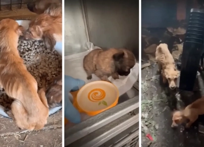 В Волжском приюте рассказали о состоянии трёх десятков животных, спасённых из «собачьего концлагеря»