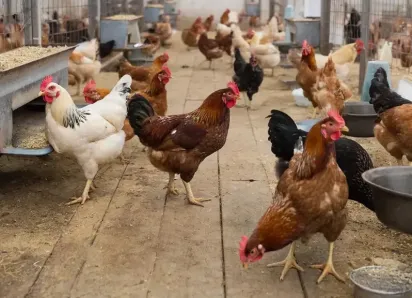 Птицефабрику «Волжская» через суд обяжут прекратить травить волжан