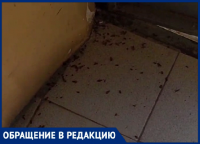 Тараканы встречают волжан прямо на входе в подъезд: продолжении истории с заваренным мусоропроводом