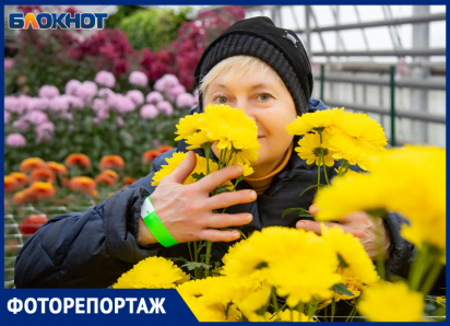 Фестиваль «королевы осени»: в Волжском цветут 40 тысяч хризантем 140 сортов