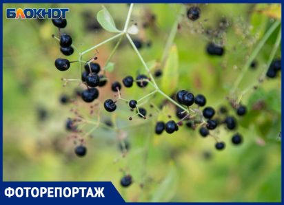 Золотая осень в Волжском: природа вспыхнула желтыми и багряными красками