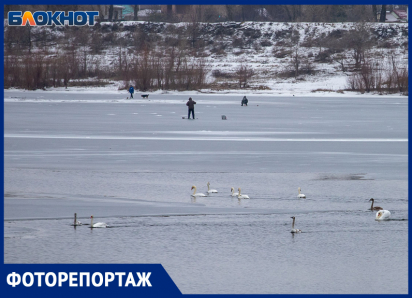 На тонком льду: как птицы и рыбаки проводят зиму на Ахтубе
