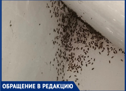 «Кишат тараканы, сколько можно ждать?» Жители подъезда в Волжском пожаловались на бездействие ЖЭУ