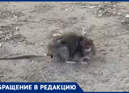  Крысы  и мыши скоро станут домашними питомцами жителей Волжского по улице Академика Королева 