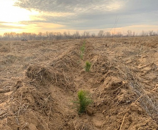 В Волгоградской области посадили более 100 тысяч новых деревьев