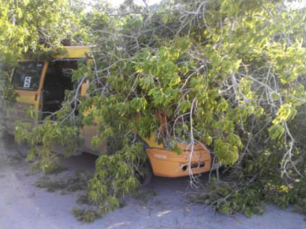 В Волжском из-за сильного ветра упало дерево и повредило автомобили, стоявшие на частной парковке