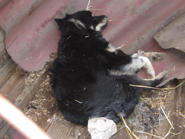 В Средней Ахтубе собак в «усыпалке» изводят голодом