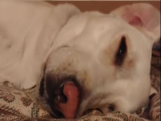 Волжанка Олеся сняла на видео попытки разбудить свою собаку на прогулку