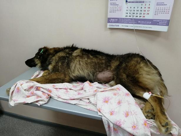 Отравленного чипированного пса бросили умирать около школы в Волжском