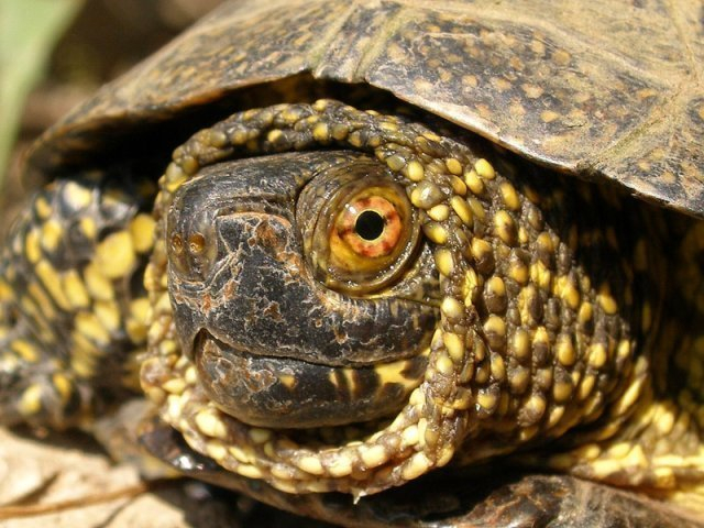 Житель Средней Ахтубы заплатит штраф за болотных черепах