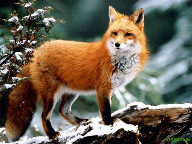 С 1 марта волжане не смогут охотиться на кабана, норку, лисицу и других видов животных