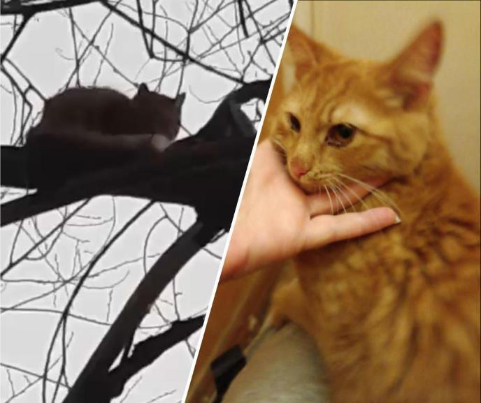 Как котенка с дерева спасали всем Волжским, и почему ни одна служба не помогла