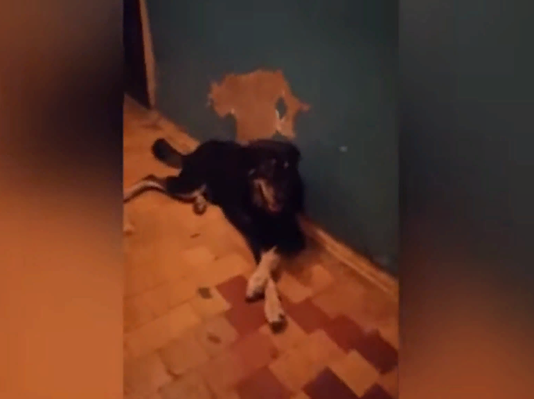 «Бездомная собака набросилась на человека в подъезде», - жительница Волжского