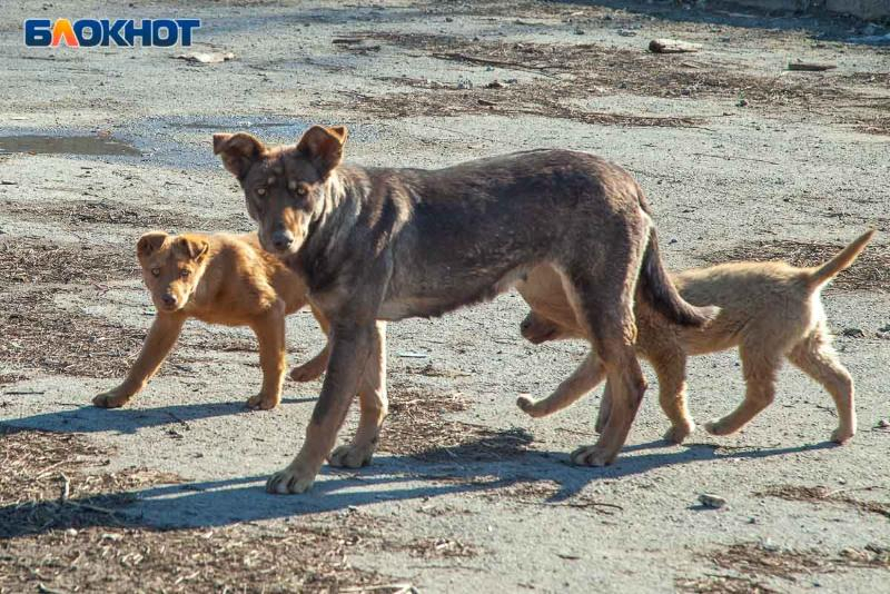 В Волжском не верят в решение проблемы с бездомными собаками