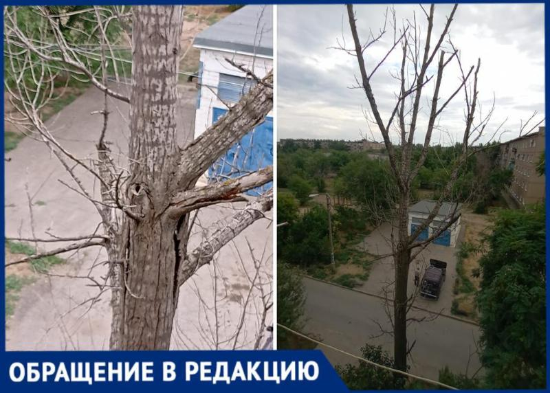 УК «Лада Дом» обвязало 15-метровое сухое дерево лентой - так в Волжском «выполняют заявки»