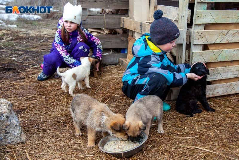 Прикармливают бездомных собак на детской площадке: жители Волжского недовольны действиями любителей псов