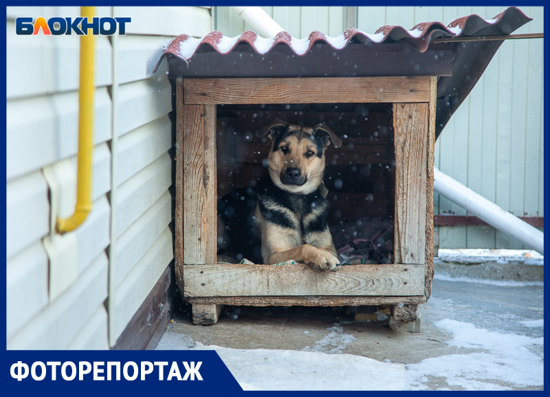 Первый снег выпал в Волжском на третий день зимы: фоторепортаж