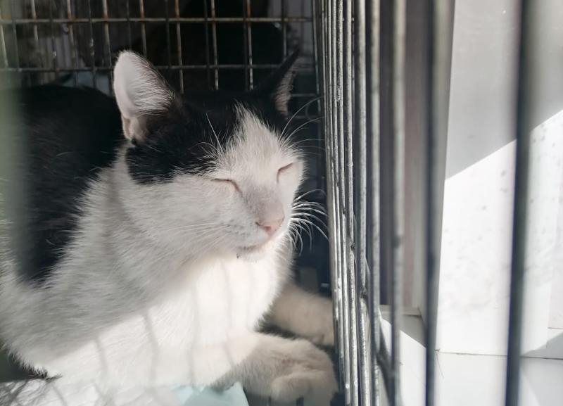Нуждается в заботе и любви: ослепшему по вине человека коту ищут новый дом в Волжском