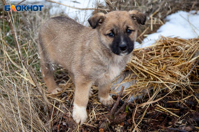 В Волжском выделят средства на решение вопроса с бездомными собаками