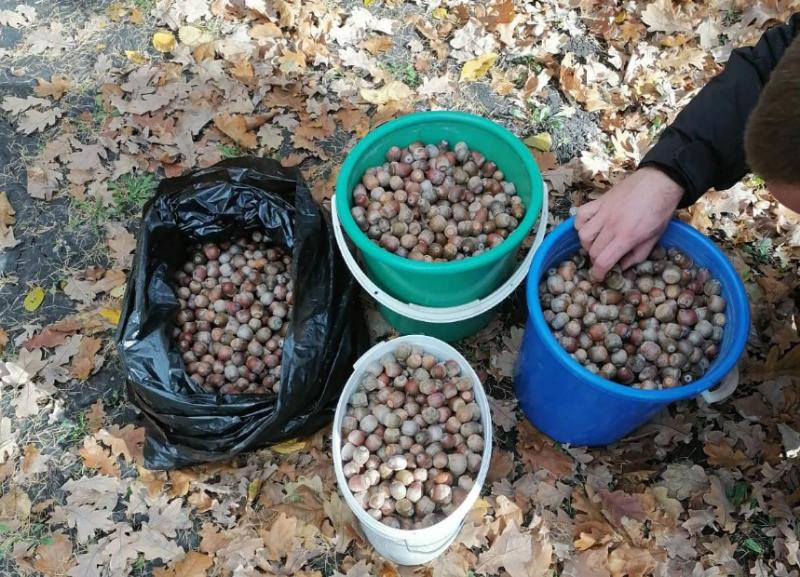 Время собирать желуди: более 1,5 тонн семян дуба посадят в питомнике под Волжским