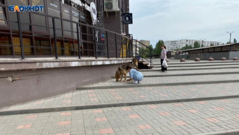 Две девочки подкармливали бездомных собак в Волжском