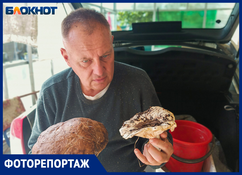 «Тихая охота» в окрестностях Волжского. Где найти грибы-гиганты